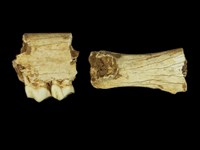 藏品(動物顎骨及牙齒化石)的圖片